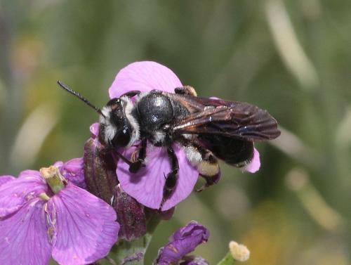 Andrena sp.